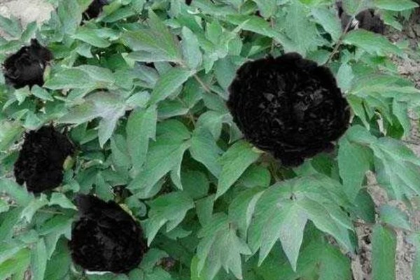 黑牡丹花的外观，花瓣呈紫红色或紫黑色