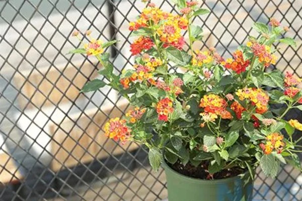 五色梅夏天能不能暴晒,五色梅夏天能暴晒