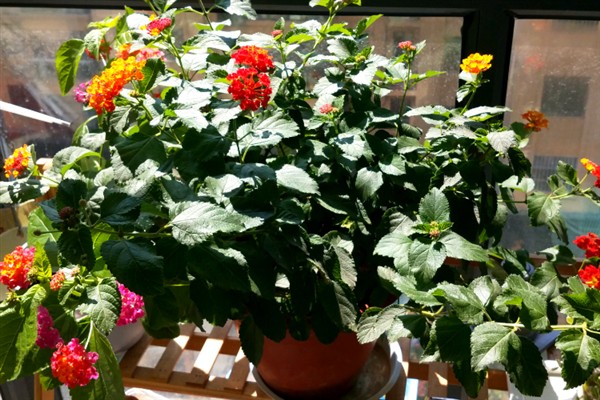 五色梅夏天能不能暴晒,五色梅夏天能暴晒