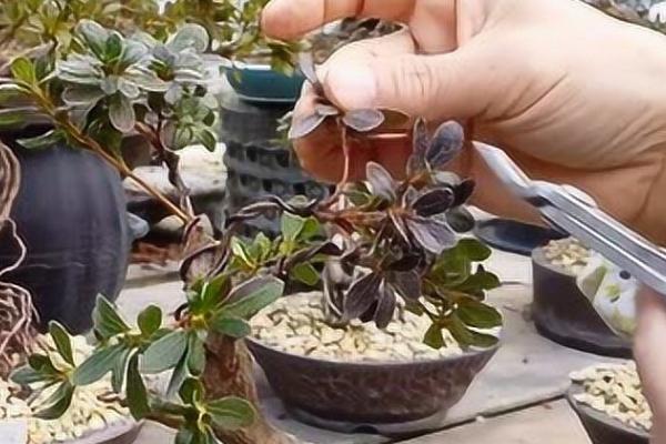 杜鹃花新枝要多久才开花，要三个月左右