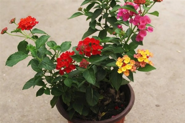 五色梅夏天能不能暴晒,五色梅夏天能暴晒