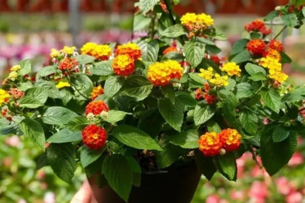 五色梅夏天能不能暴晒,五色梅夏天能暴晒