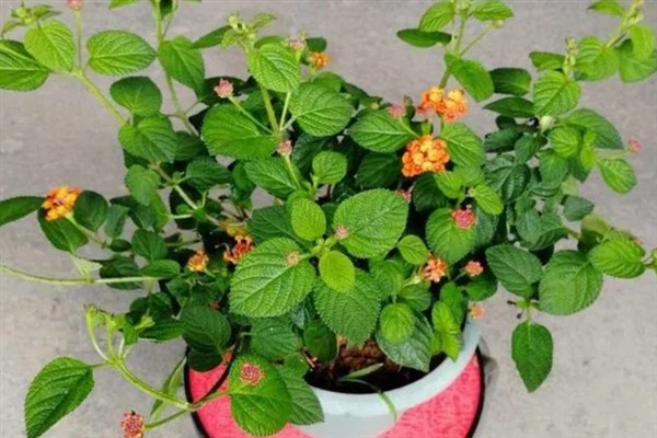 五色梅夏天能不能暴晒,五色梅夏天能暴晒