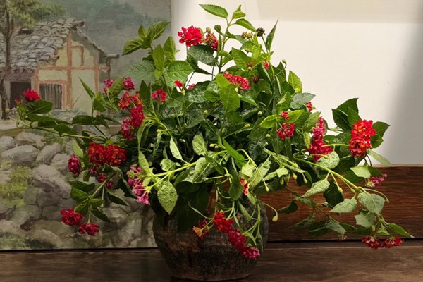 五色梅夏天能不能暴晒,五色梅夏天能暴晒