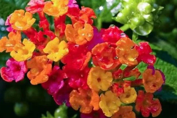 五色梅夏天能不能暴晒,五色梅夏天能暴晒