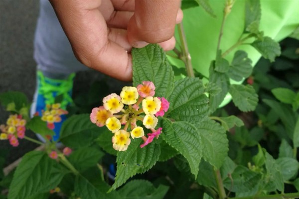 五色梅夏天能不能暴晒,五色梅夏天能暴晒