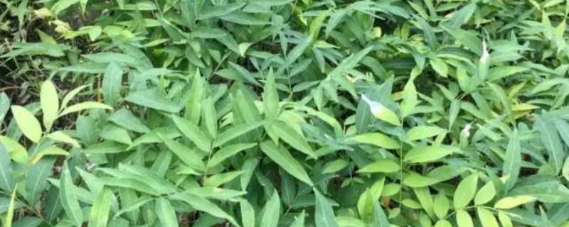 无患子树如何种植，在春季进行栽种为佳