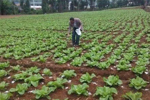 奶白菜如何种植，以条播较好