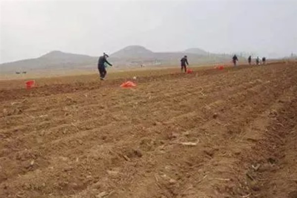 奶白菜如何种植，以条播较好