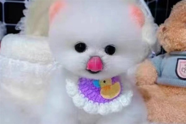 怎么养茶杯犬幼犬，幼龄时期必须供给充足的营养