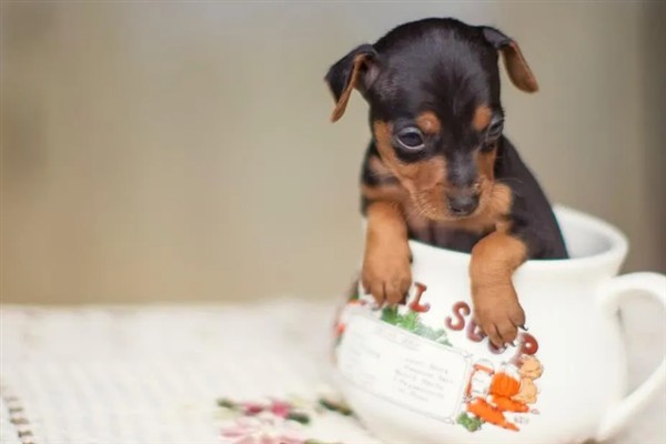 怎么养茶杯犬幼犬，幼龄时期必须供给充足的营养