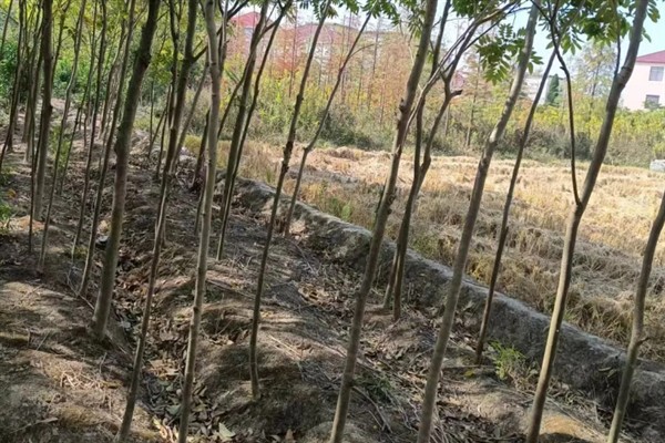 无患子树如何种植，在春季进行栽种为佳