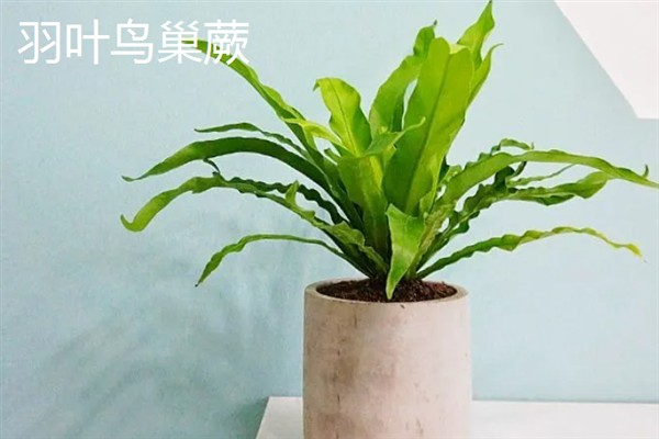 鸟巢蕨有哪些主要品种，有湾鸟巢蕨、羽叶鸟巢蕨等