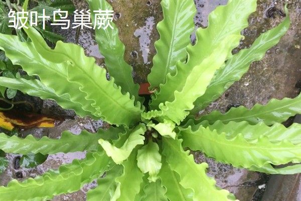 鸟巢蕨有哪些主要品种，有湾鸟巢蕨、羽叶鸟巢蕨等