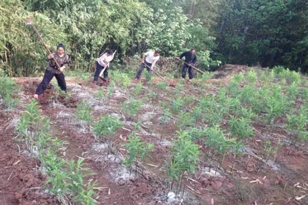 黄精的田间管理办法，前中期要做好翻耕的工作