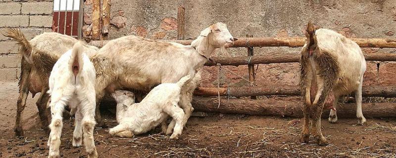 羊的繁殖性能介绍，不同品种的繁殖能力有区别