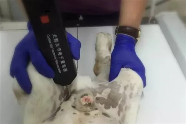 犬髋关节发育不良的简介，是一种后天发育畸形、由多种病因引发的疾病