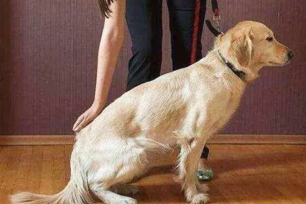 犬髋关节发育不良的简介，是一种后天发育畸形、由多种病因引发的疾病