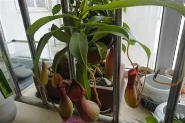 猪笼草怎样长笼子，掌握好湿度很关键