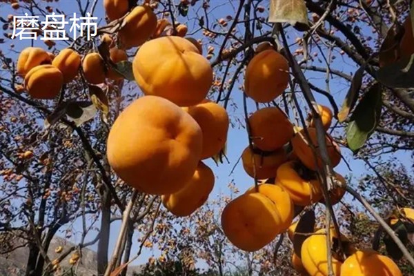 农村种什么东西有高收益，车厘子、香椿、藜麦等作物值得考虑