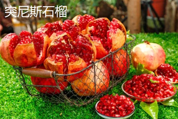 农村种什么东西有高收益，车厘子、香椿、藜麦等作物值得考虑