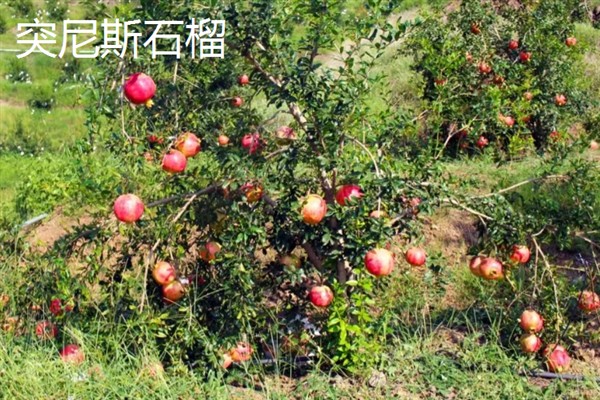 农村种什么东西有高收益，车厘子、香椿、藜麦等作物值得考虑