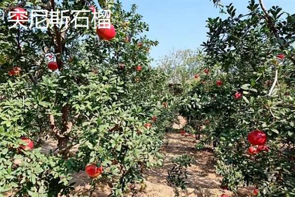 农村种什么东西有高收益，车厘子、香椿、藜麦等作物值得考虑