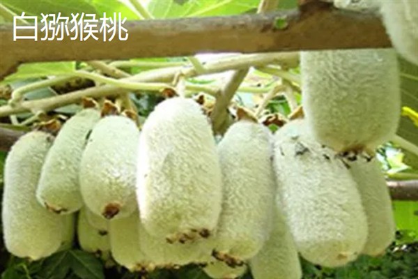 农村种什么东西有高收益，车厘子、香椿、藜麦等作物值得考虑