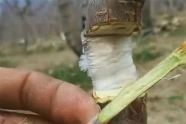 果树剪剧口的保护技术，剪锯口要平滑
