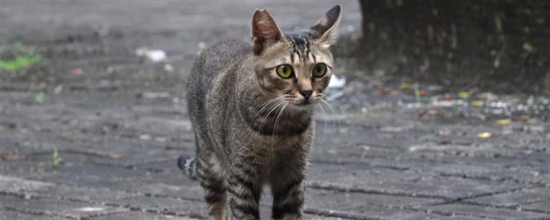 猫咪的各种眼神代表什么，对主人缓缓眨眼是在表达亲昵
