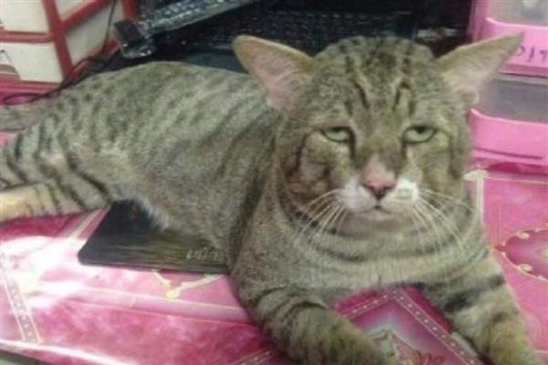 猫咪的各种眼神代表什么，对主人缓缓眨眼是在表达亲昵