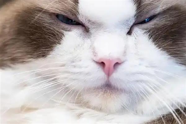 猫咪的各种眼神代表什么，对主人缓缓眨眼是在表达亲昵