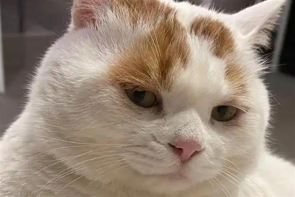 猫咪的各种眼神代表什么，对主人缓缓眨眼是在表达亲昵