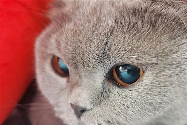猫咪的各种眼神代表什么，对主人缓缓眨眼是在表达亲昵