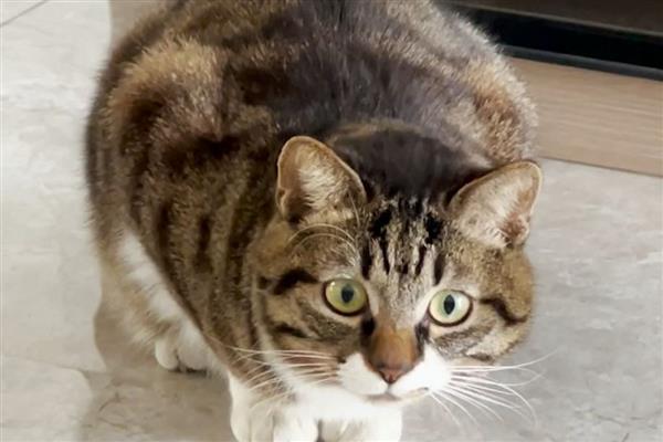 猫咪的各种眼神代表什么，对主人缓缓眨眼是在表达亲昵