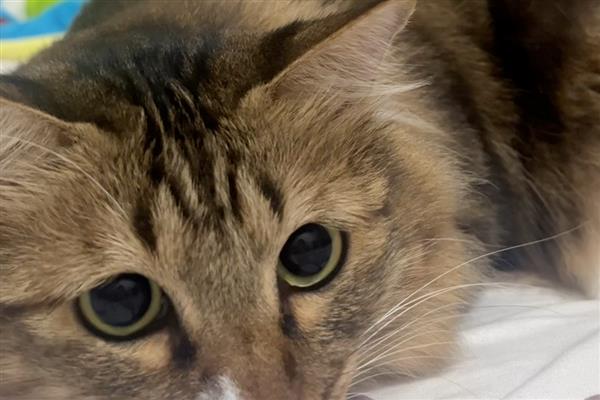 猫咪的各种眼神代表什么，对主人缓缓眨眼是在表达亲昵