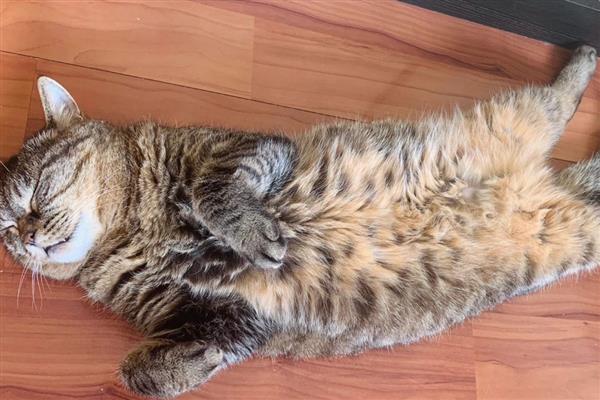猫咪的各种眼神代表什么，对主人缓缓眨眼是在表达亲昵