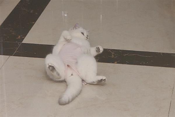 猫咪的各种眼神代表什么，对主人缓缓眨眼是在表达亲昵