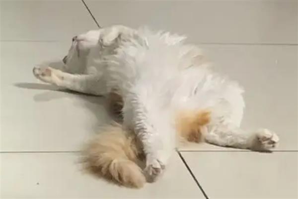 猫咪的各种眼神代表什么，对主人缓缓眨眼是在表达亲昵