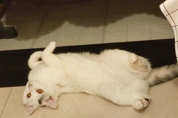 猫咪的各种眼神代表什么，对主人缓缓眨眼是在表达亲昵