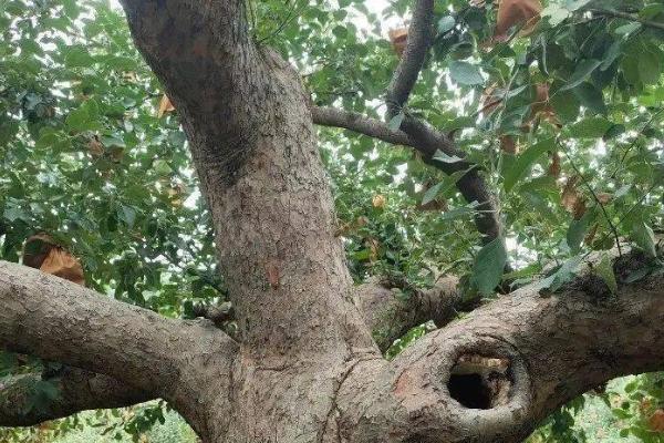 果树的寿命，桃树的生命周期约为20-30年