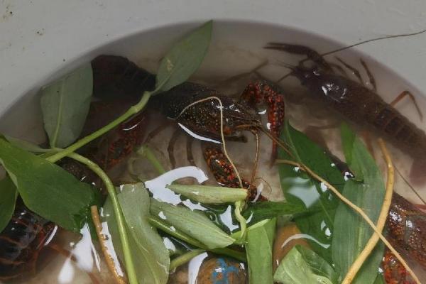 如何饲养买回家的小龙虾，要让它们的身体保持湿润