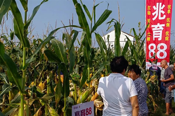 兆育88品种简介，全生育期在105天左右
