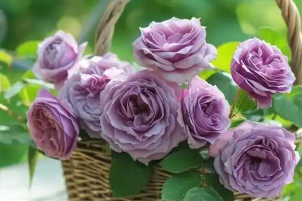 22朵玫瑰花代表的意思，寓意两情相悦、心心相印等