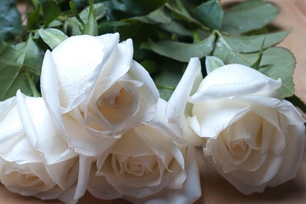 22朵玫瑰花代表的意思，寓意两情相悦、心心相印等