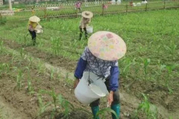 兆育88品种简介，全生育期在105天左右