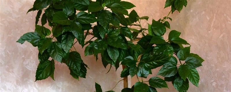 幸福树怎样养才好，喜欢温暖湿润环境