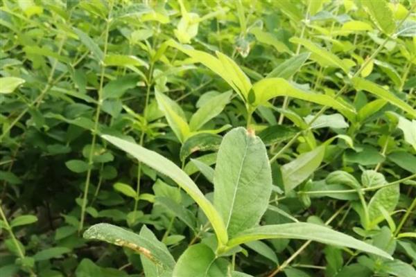 适合河南种植的果树，常见的有苹果树、桃子树等