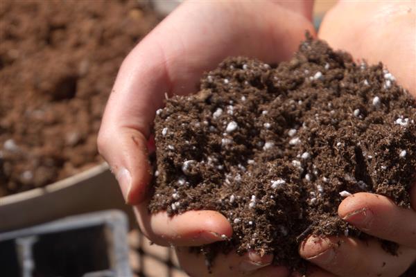 幸福树怎样养才好，喜欢温暖湿润环境