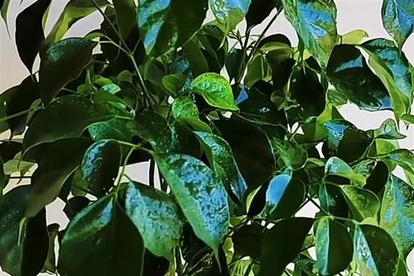 幸福树怎样养才好，喜欢温暖湿润环境